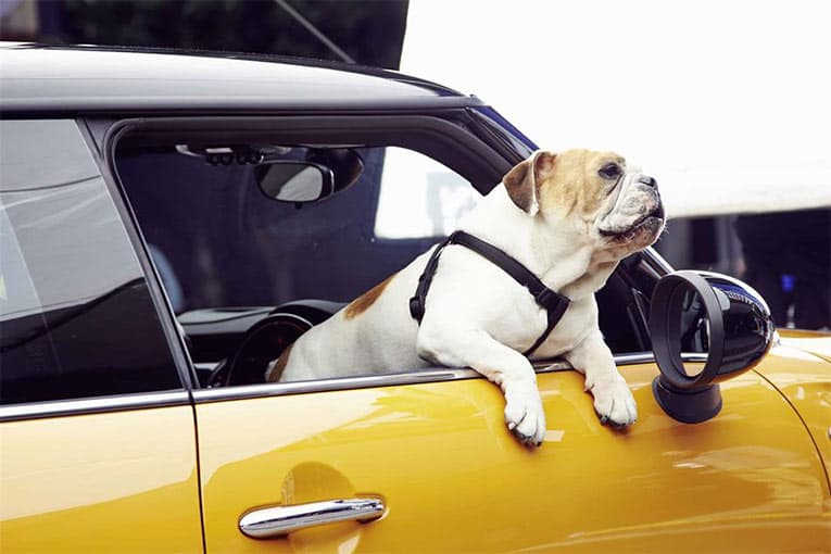 English bulldog Spike is the co-star of the new Mini campaign