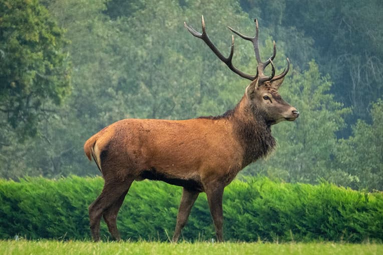 Hunting trips in Europe - red deer