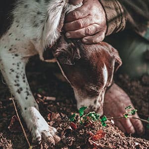 Truffle Hunting in Europe - dogs for sale